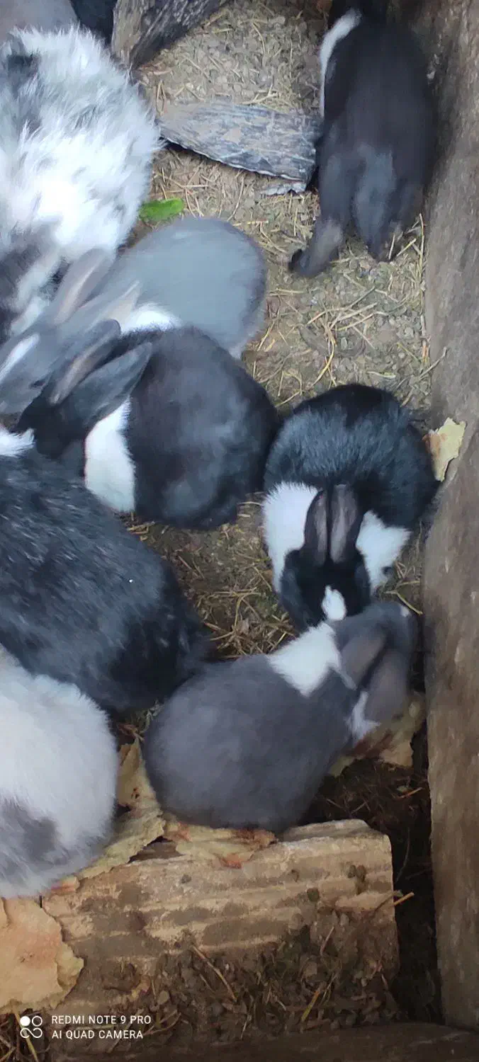 خرگوش|موش و خرگوش|سیرجان, |دیوار