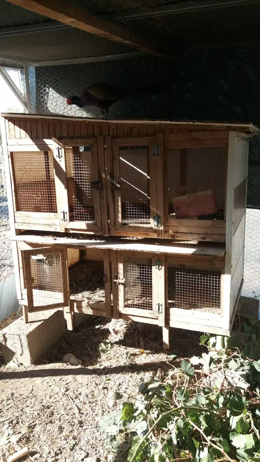 قفس چوبی|لوازم جانبی حیوانات|گنبد کاووس, |دیوار