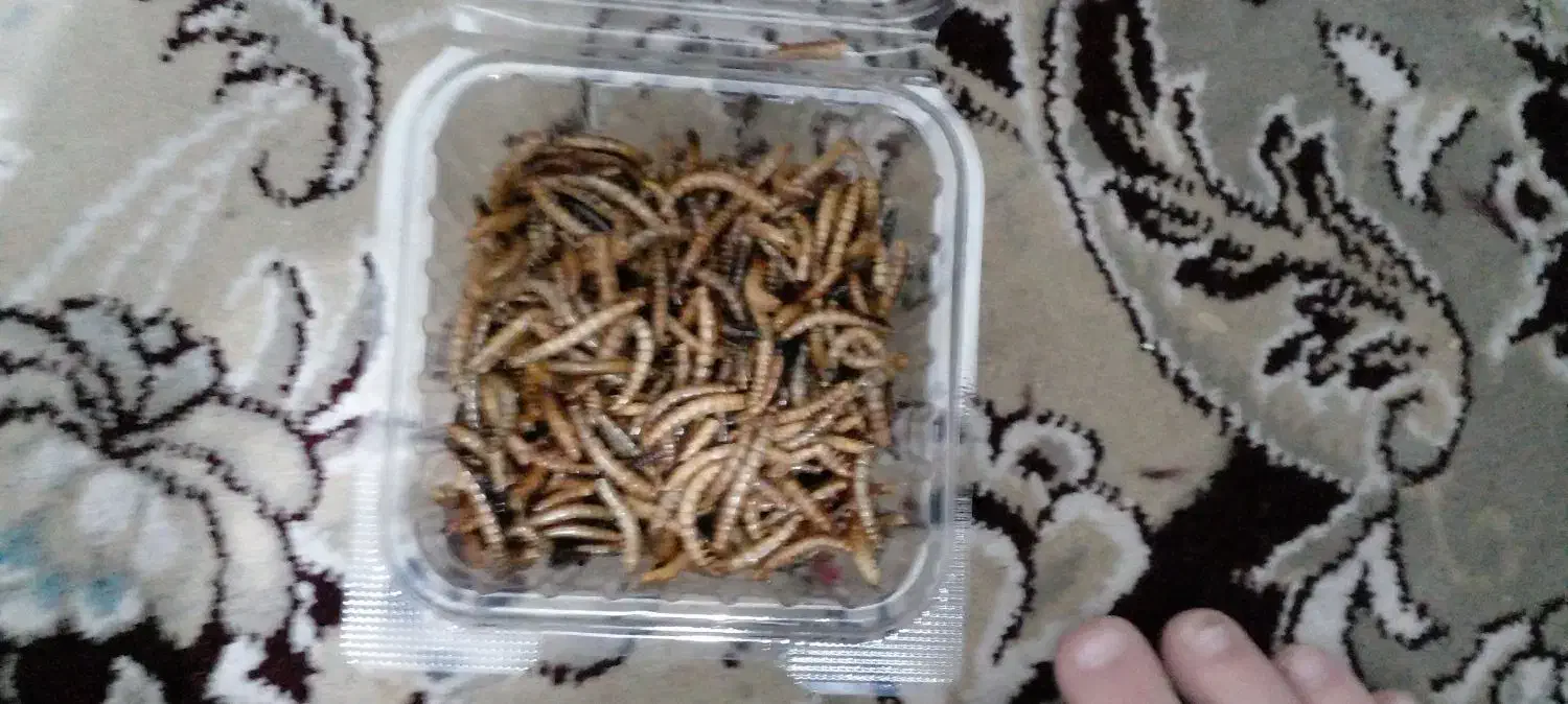 میلورم خشک|خزنده|بیرجند, |دیوار