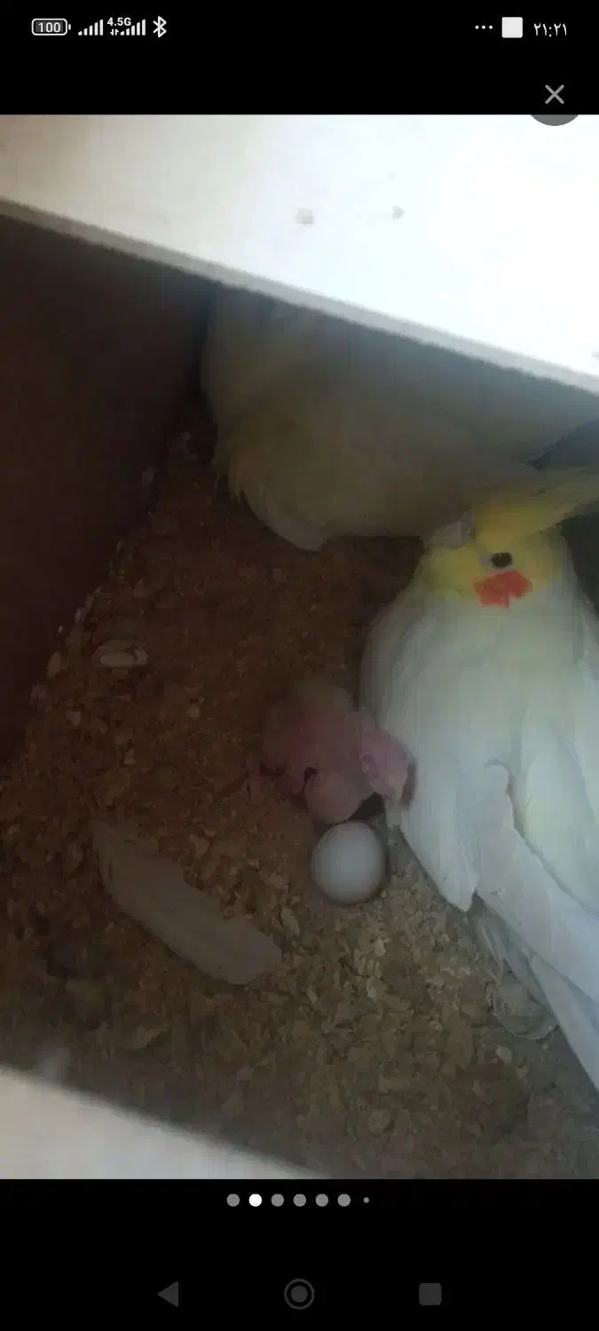 عروس هلندی مولد لوتینو|پرنده|چهارباغ, |دیوار