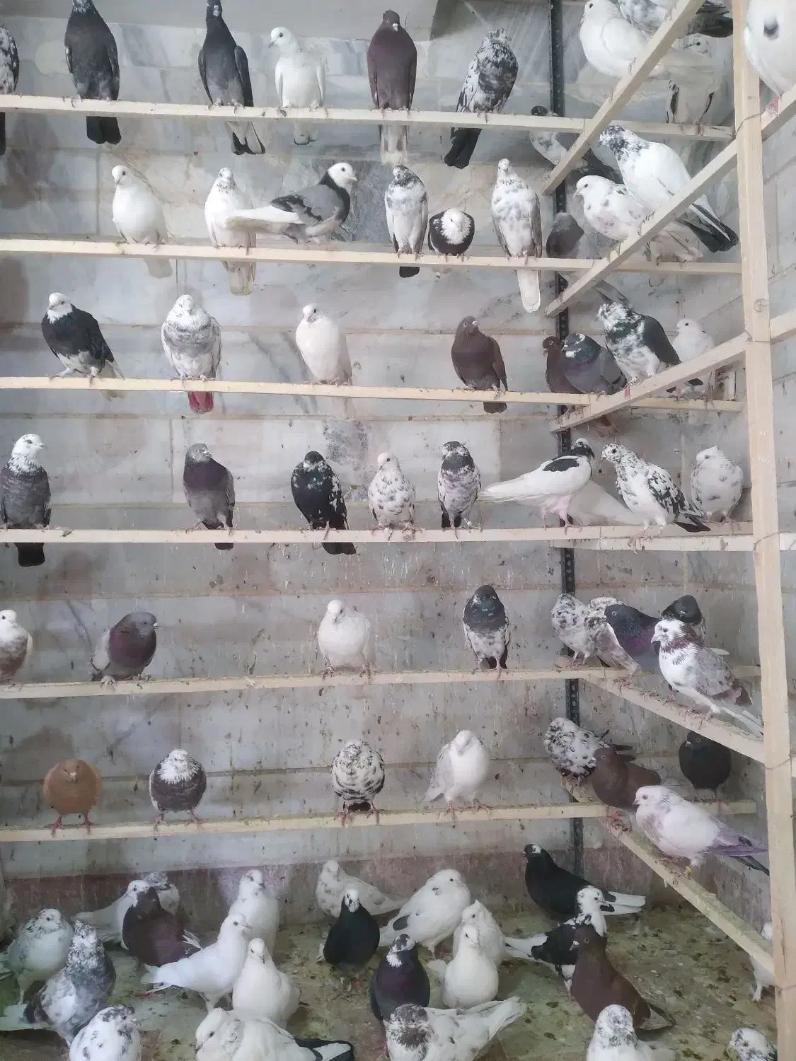 پرنده سرای عمو کاظم|پرنده|چهاردانگه (تهران), |دیوار