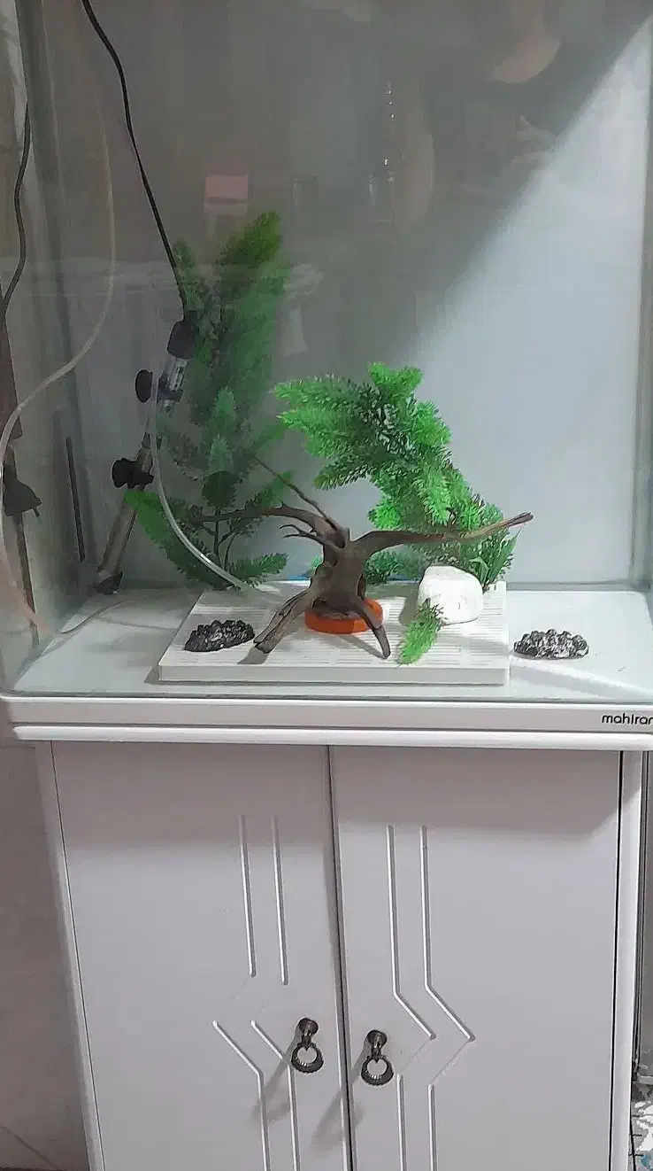 فروش آکواریوم ماهیران|ماهی|شاهینشهر, خبرنگار|دیوار