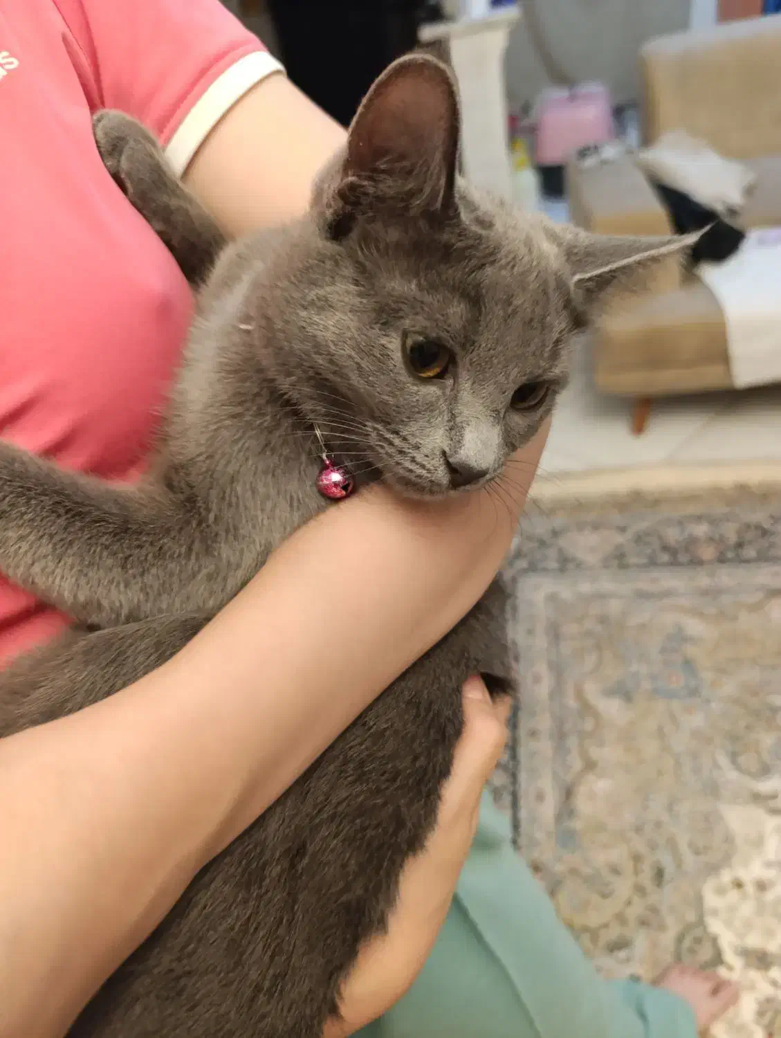 گربه اسکاتیش|گربه|تهران, سازمان برنامه جنوبی|دیوار