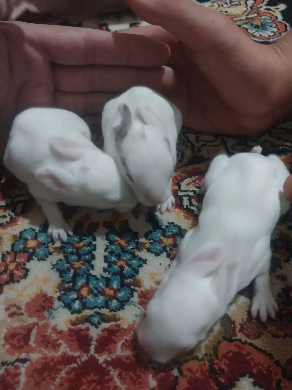 خرگوش اهلی یک ماهه سالم رنگهای زیبا|موش و خرگوش|گرگان, |دیوار