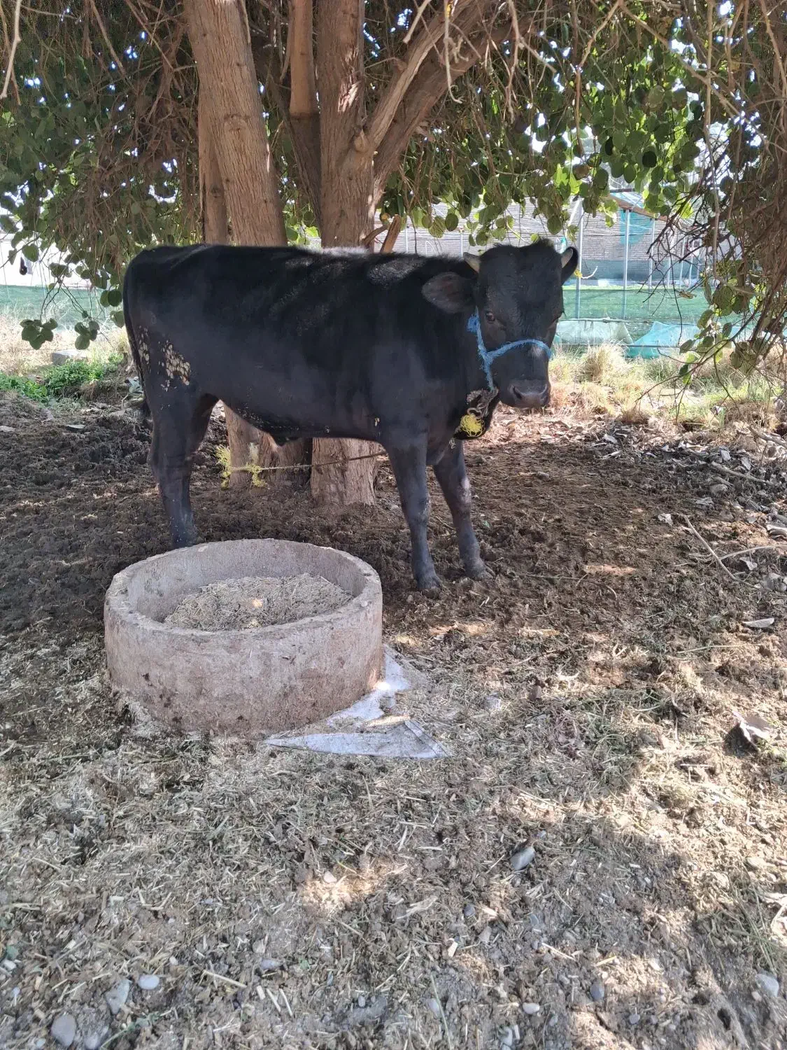 گوساله نر چاق|حیوانات مزرعه|جیرفت, |دیوار