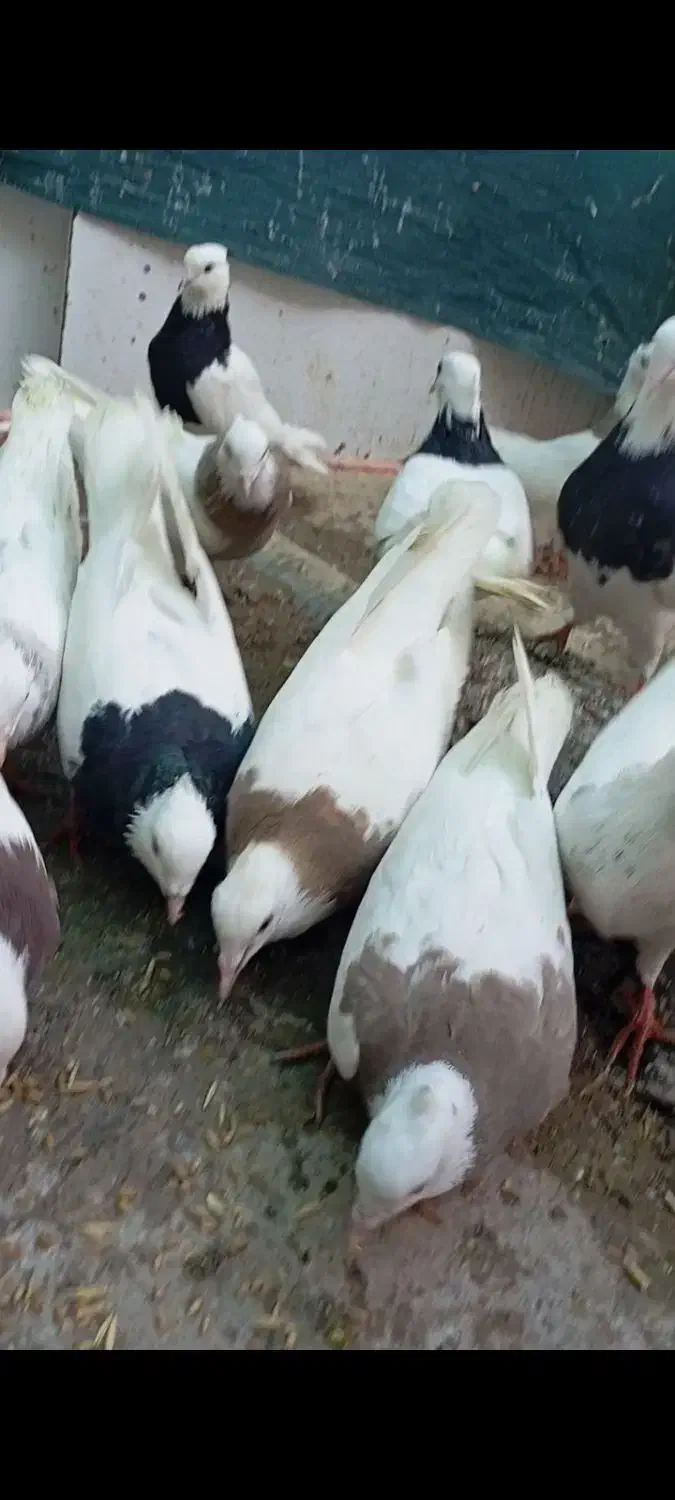 طوقی|پرنده|دره شهر, |دیوار