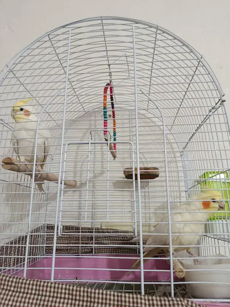 عروس هلندی|پرنده|کوار, |دیوار