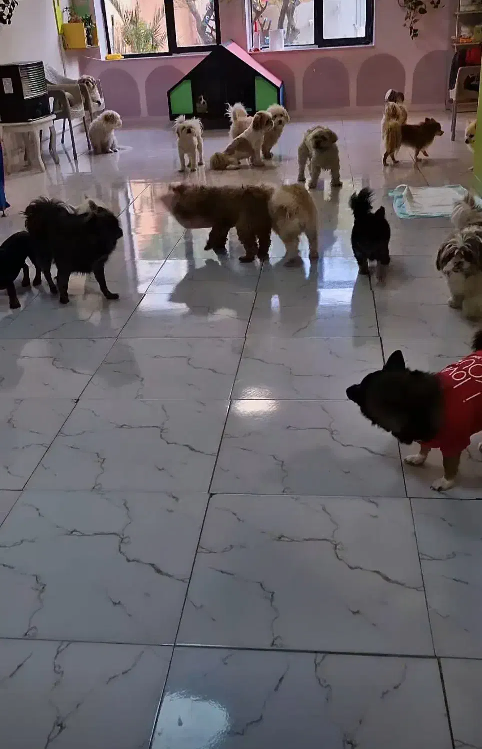 نیروی خدماتی در مهد و پانسیون سگهای نژاد کوچک|استخدام سرایداری و نظافت|تبریز, |دیوار