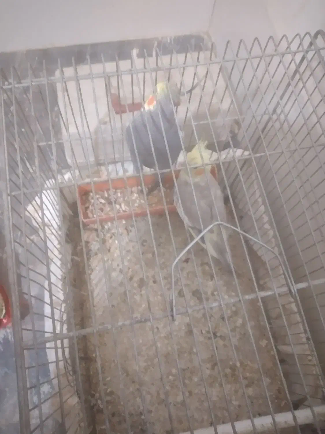 عروس هلندی وکوتوله|پرنده|نجفآباد, مزرعه طالب|دیوار