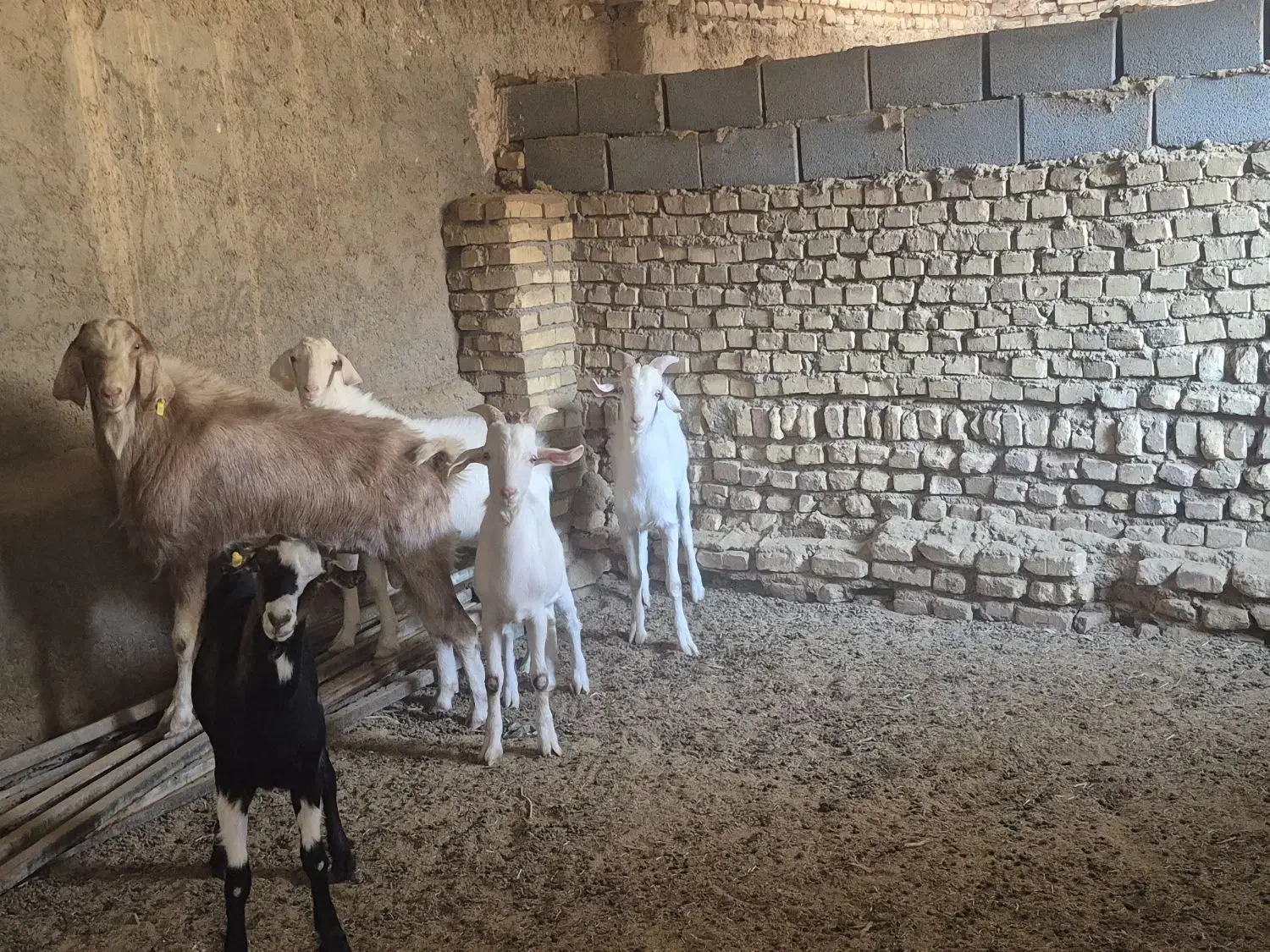 فروش ۷تا کره چپیش|حیوانات مزرعه|زارچ, |دیوار