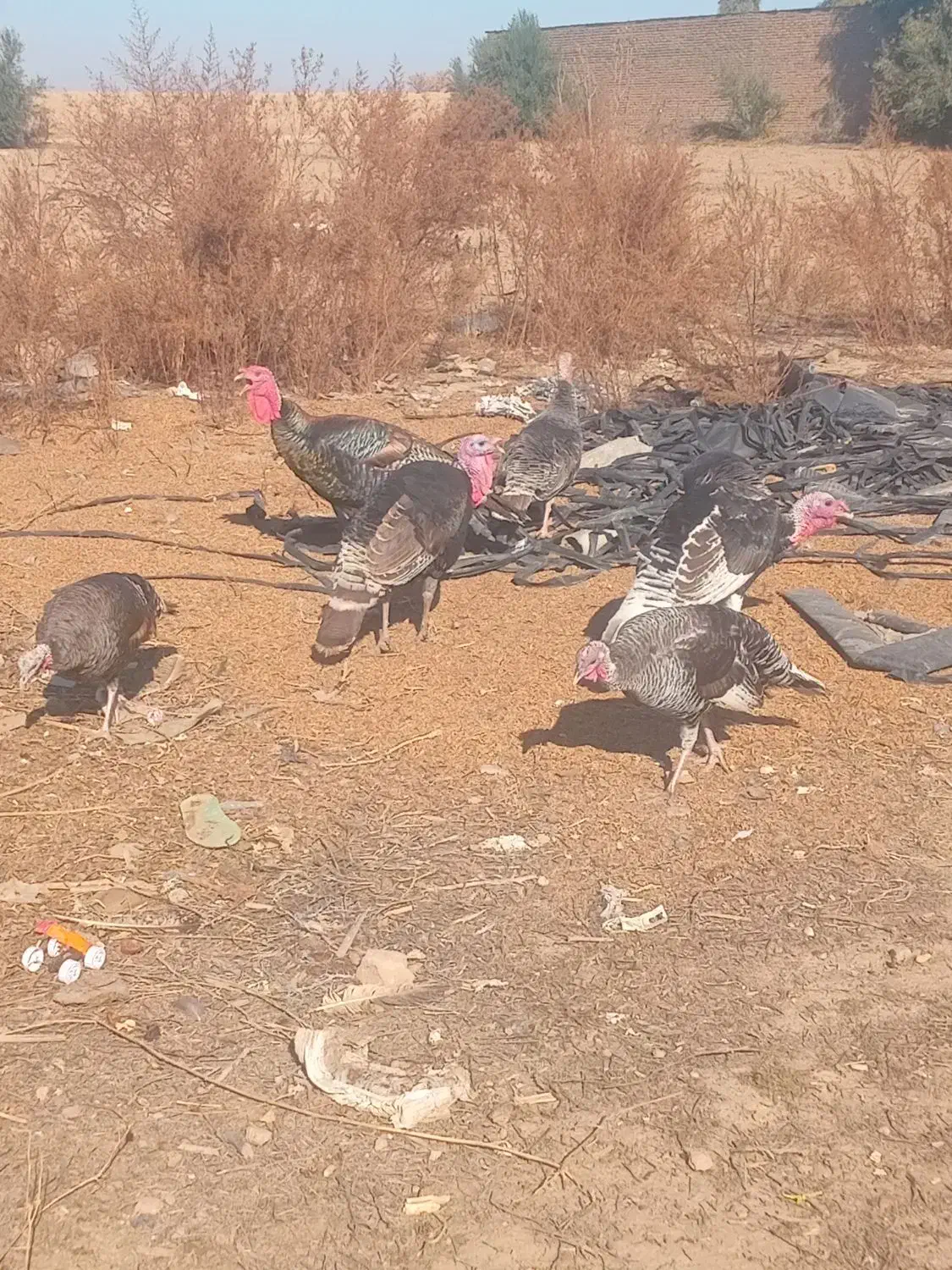 سه عدد مرغ ۸عدد بوقلمون|حیوانات مزرعه|گنبد کاووس, |دیوار