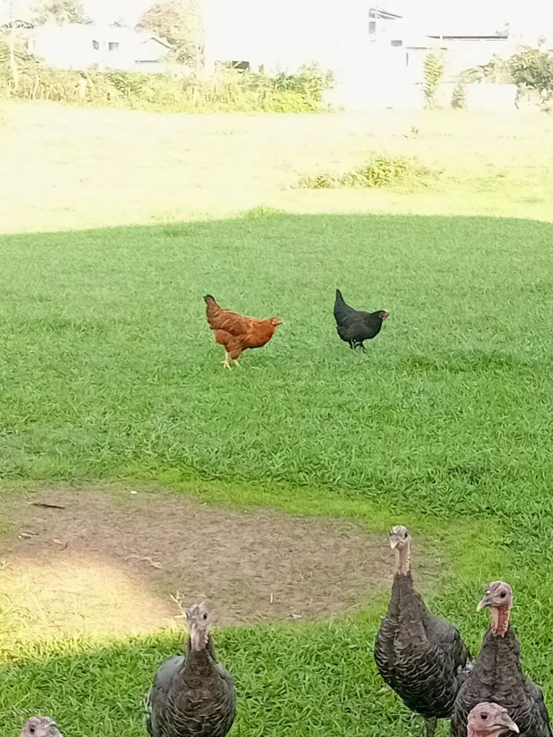 فروش بوقلمون و اردک اسرائیلی و مرغ و خروس|حیوانات مزرعه|چالوس, |دیوار