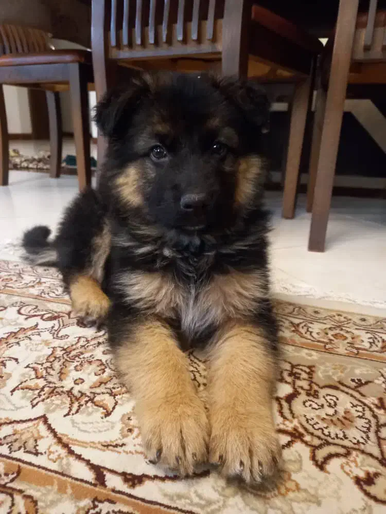 واگذاری ژرمن ورک ماده|سگ|شیراز, ارم|دیوار