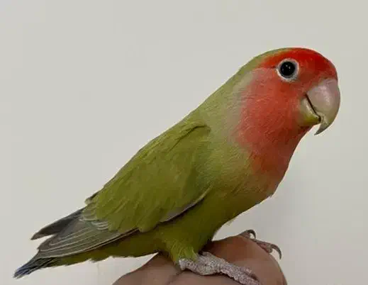 فروش طوطی دستی سخنگو نر|پرنده|دزفول, |دیوار