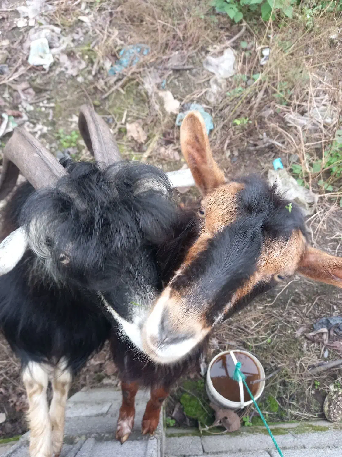 بز نرماده اهلی|حیوانات مزرعه|لولمان, |دیوار