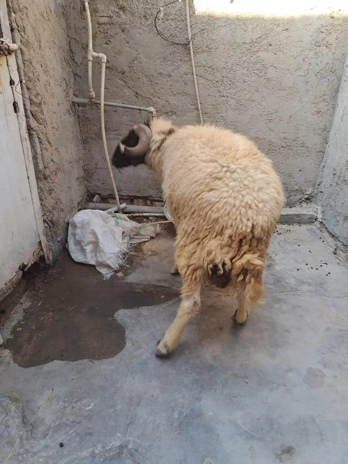 قوچ چاق|حیوانات مزرعه|بندر ماهشهر, |دیوار