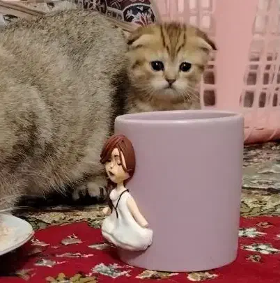 اسکاتیش فلد گلد|گربه|اصفهان, فرودگاه|دیوار