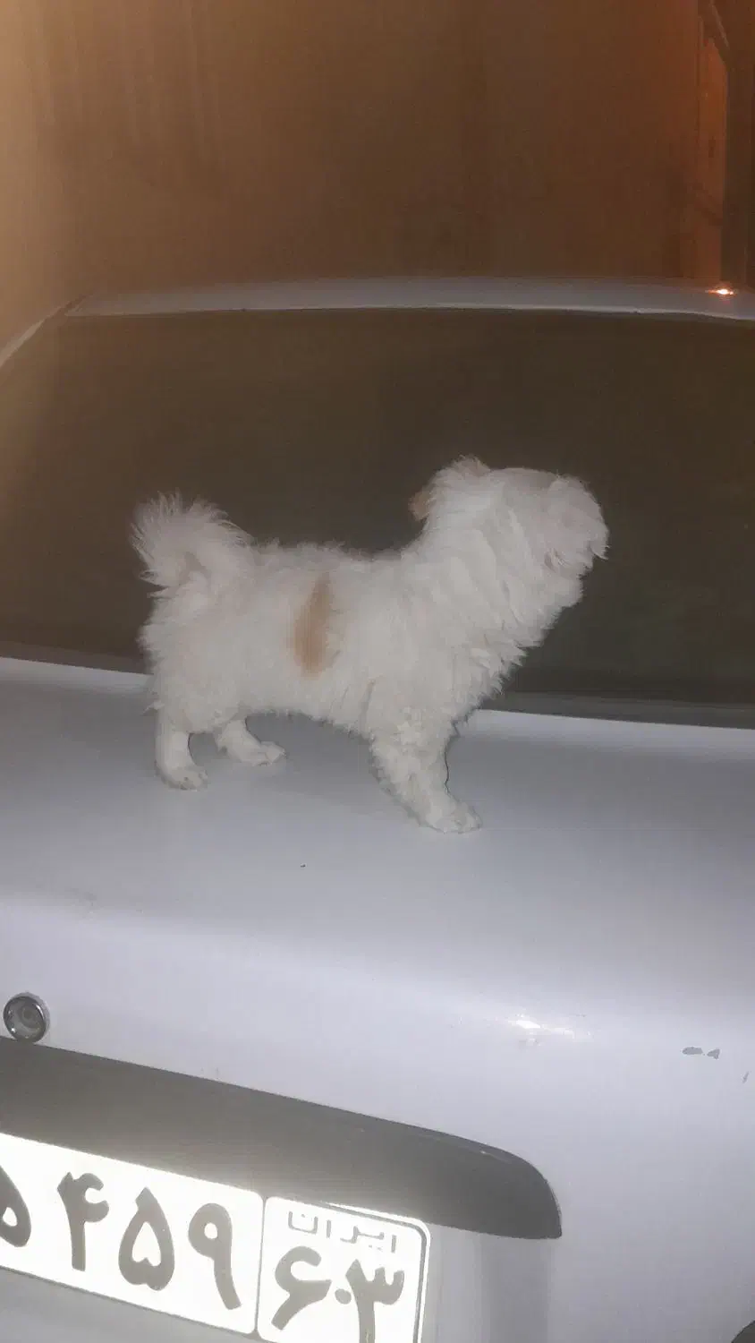 پامر خرسی ۴ ماهه|سگ|زرقان, |دیوار