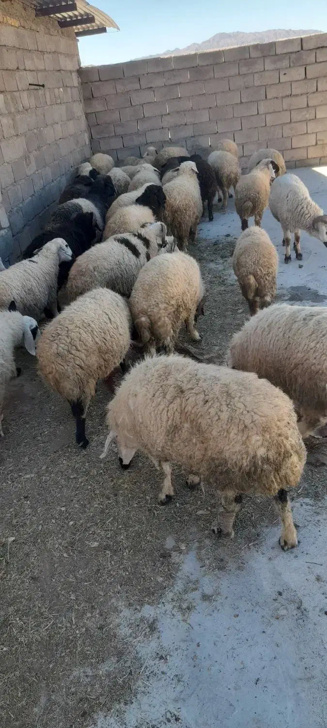 میشداشتیابستنوبره نرروهم|حیوانات مزرعه|دهبکری, |دیوار