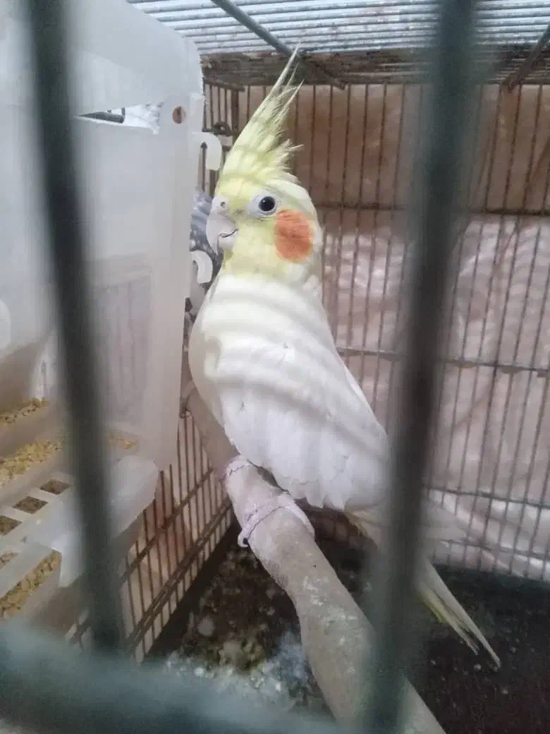 عروس هلندی مولد|پرنده|وحیدیه, |دیوار