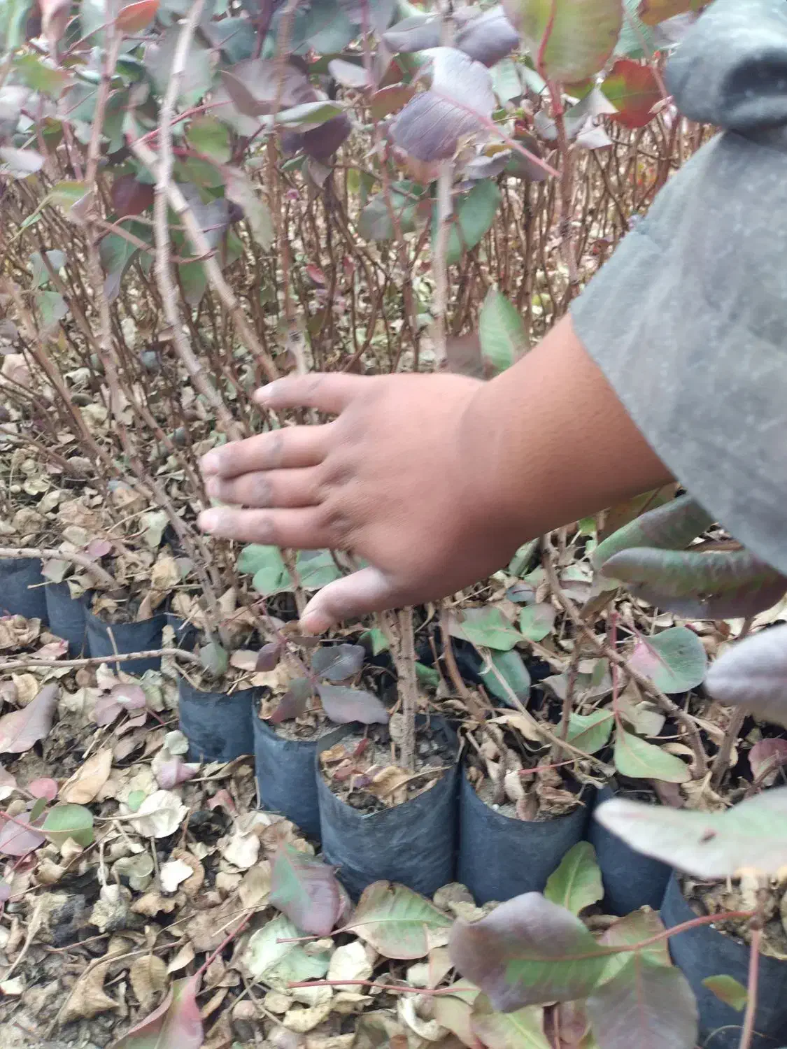 نهال پسته گلدانی|خدمات باغبانی و درختکاری|اردکان, |دیوار