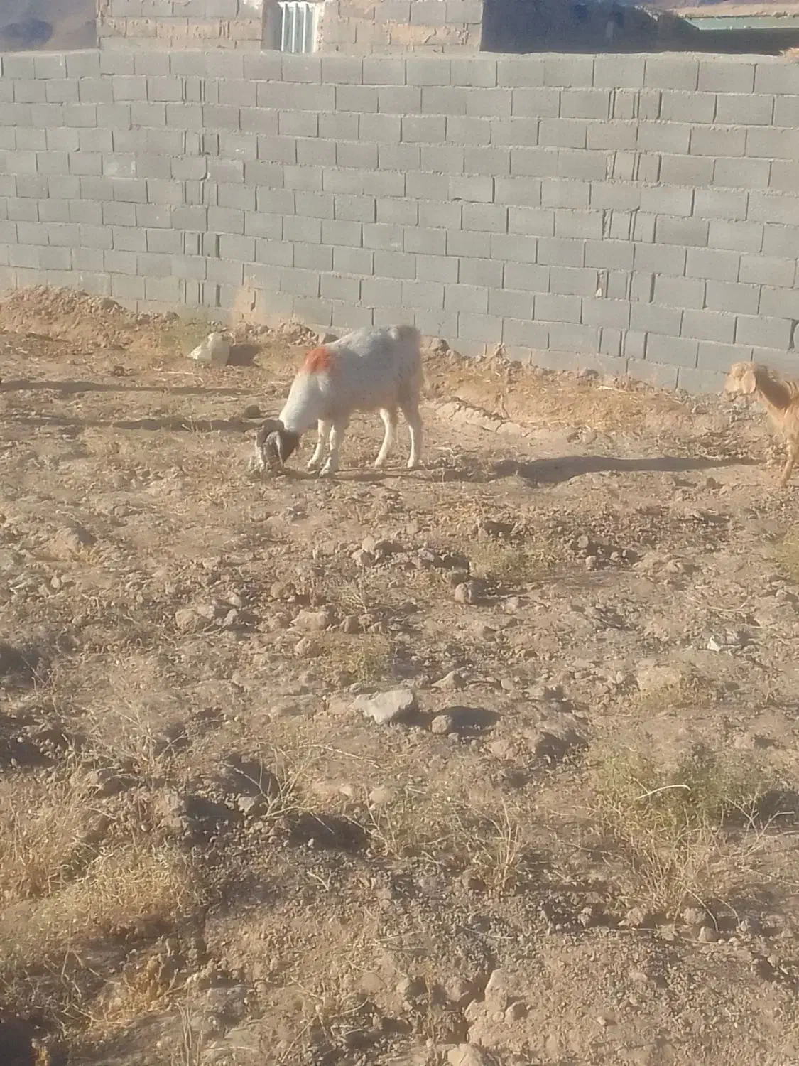 دوعدد بز جوان|حیوانات مزرعه|تایباد, |دیوار