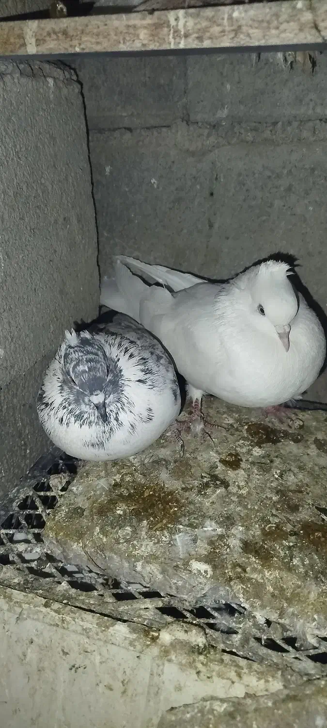 5تا کفتر خیلی خوب|پرنده|خانمیرزا, |دیوار