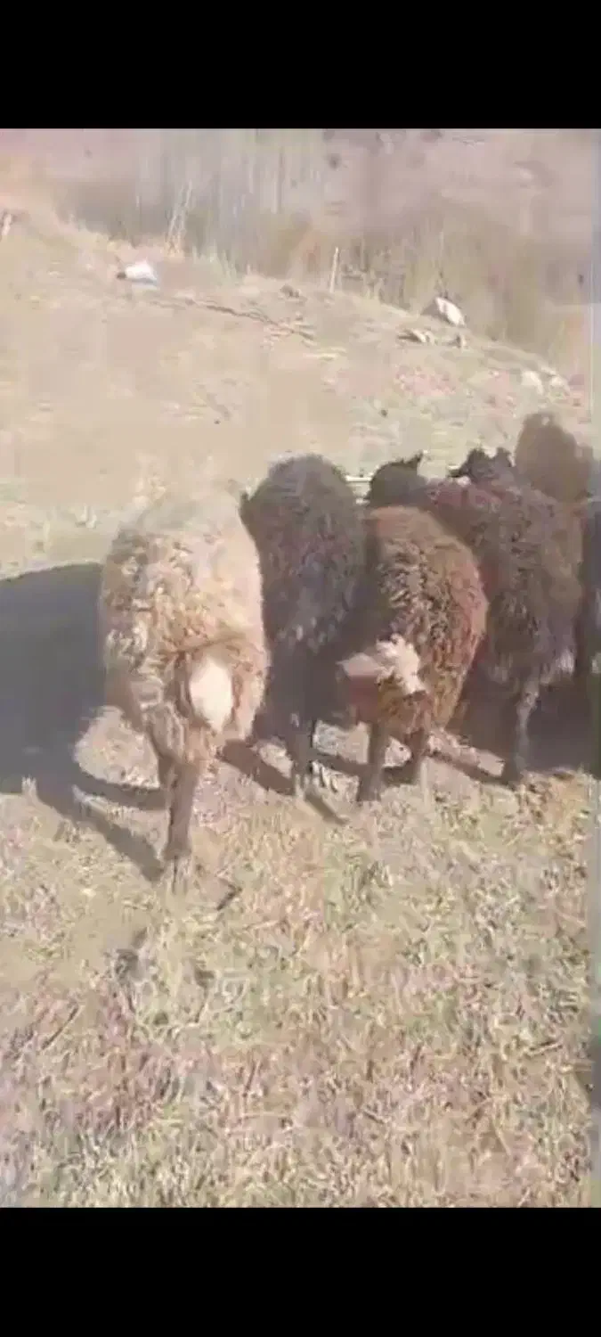 فروش بره ماده|حیوانات مزرعه|ارجمند, |دیوار