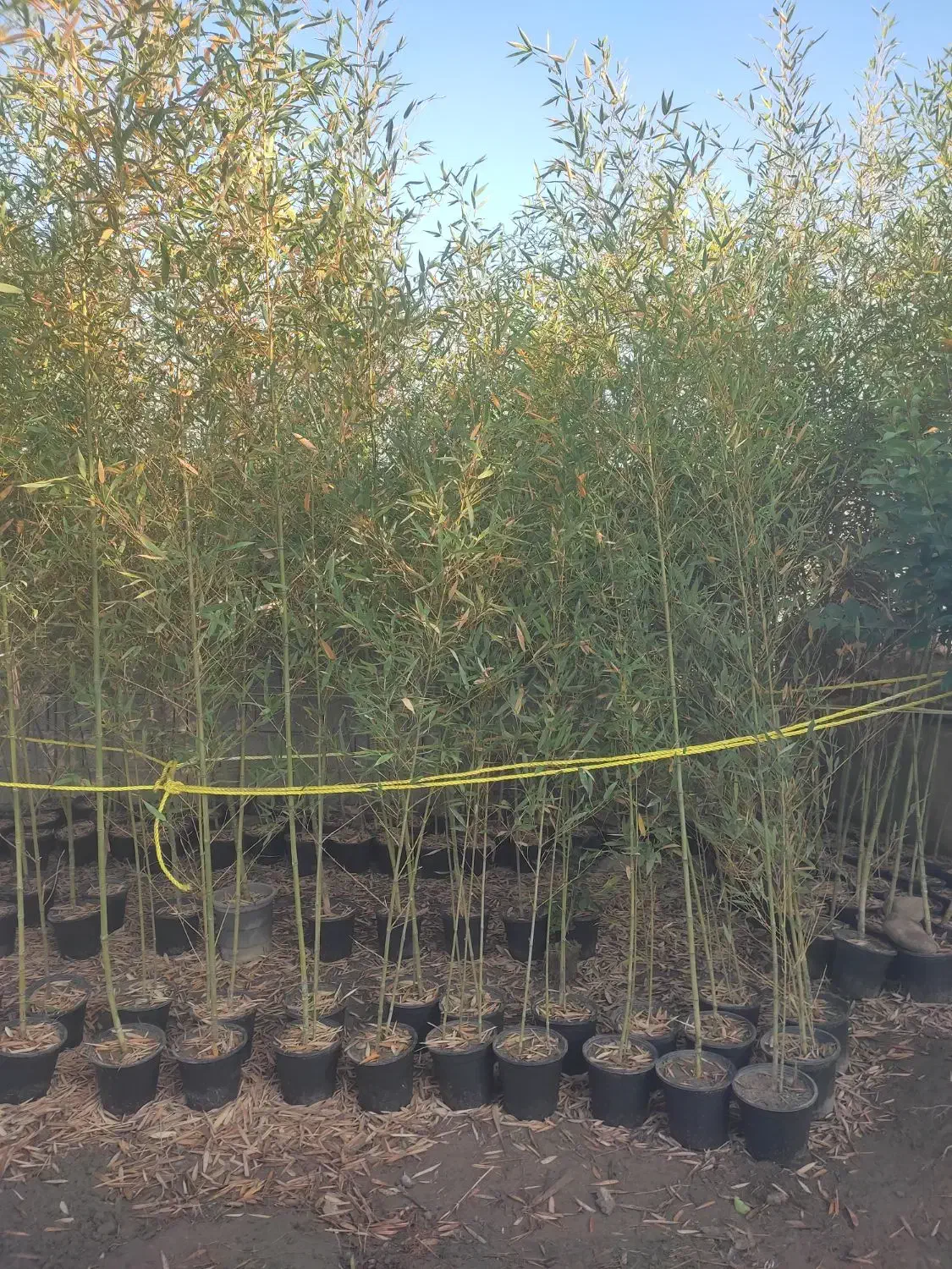 نی خیزران گلدونی ریشه پرس|گل و گیاه طبیعی|شیرود, |دیوار