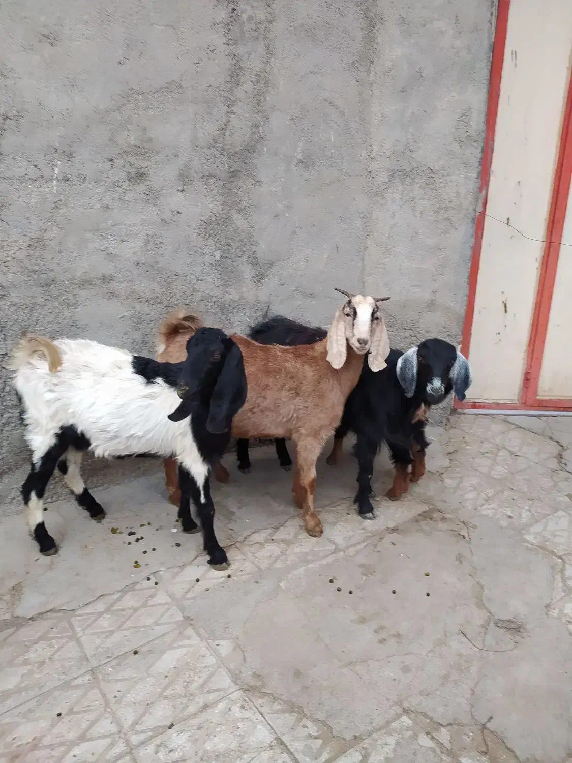 3عددبزپاکستانی زایده وابستن شکم اول|حیوانات مزرعه|اراک, |دیوار