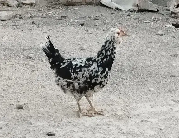 تخم مرغ گلین|حیوانات مزرعه|شیراز, رکن‌آباد|دیوار