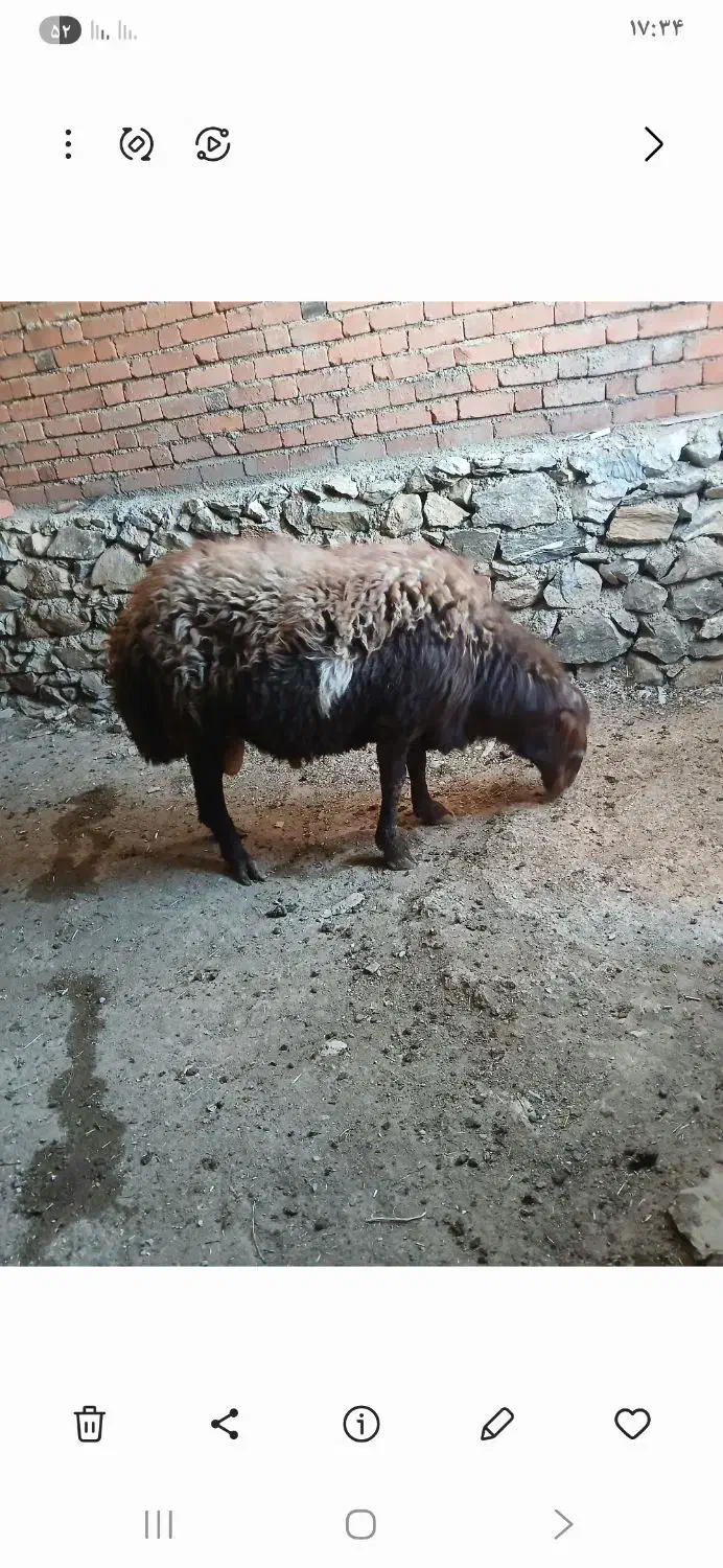 بره نر|حیوانات مزرعه|مریوان, |دیوار