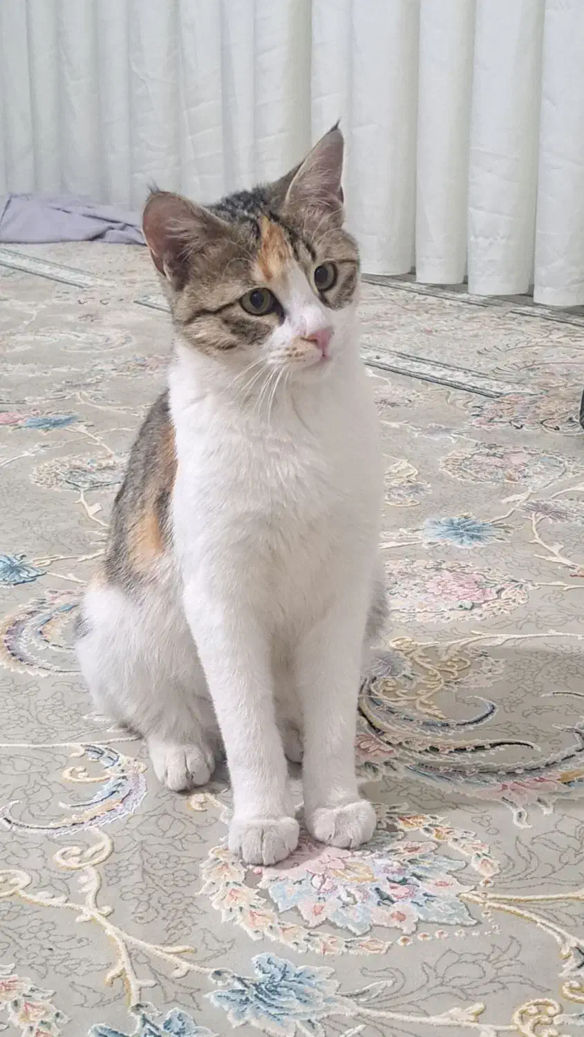 گربه گمشده|حیوانات|جوانرود, |دیوار