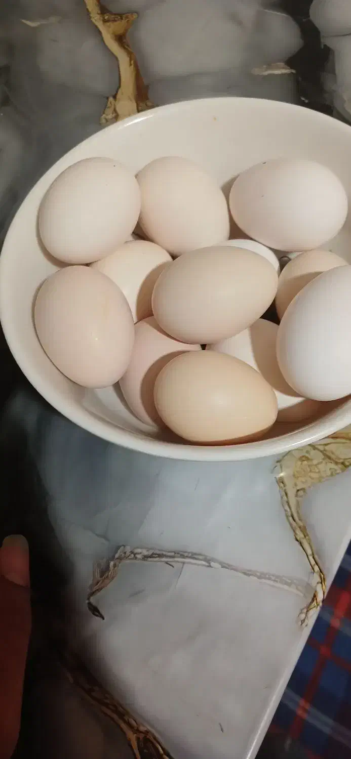 تخم مرغ خوراکی|خوردنی و آشامیدنی|رفسنجان, |دیوار