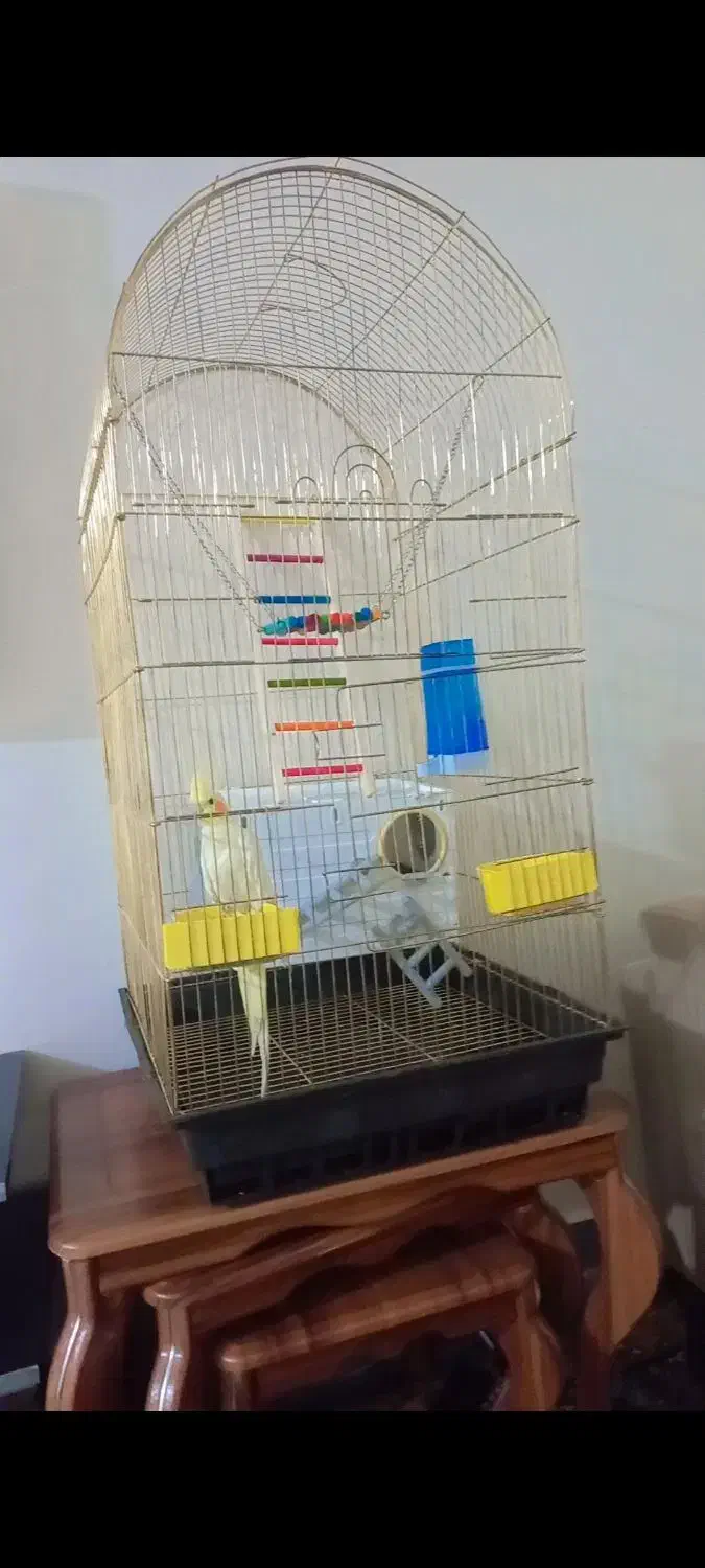 قفس|لوازم جانبی حیوانات|اسلام‌‌آباد غرب, |دیوار