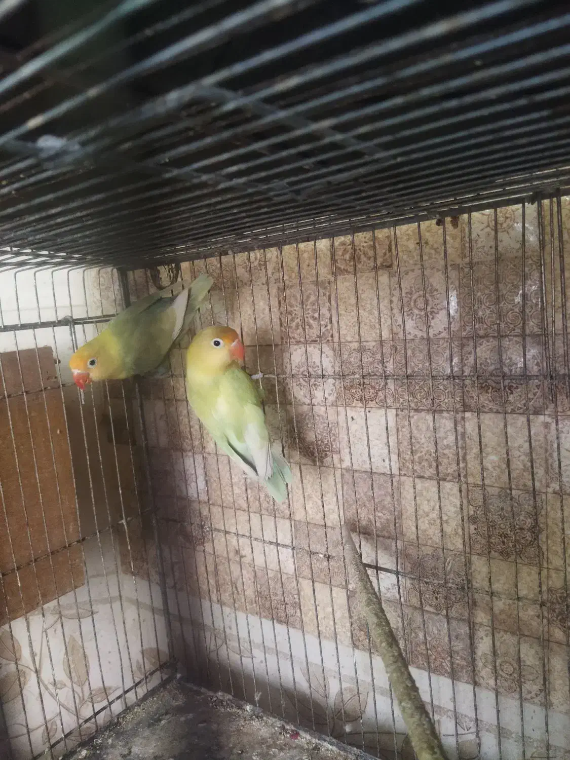 مولد کار داده طوطی برزیلی|پرنده|شاهرود, |دیوار