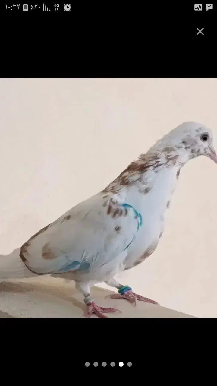 ماهرو ماده شماره دار|پرنده|چهاردانگه (تهران), |دیوار