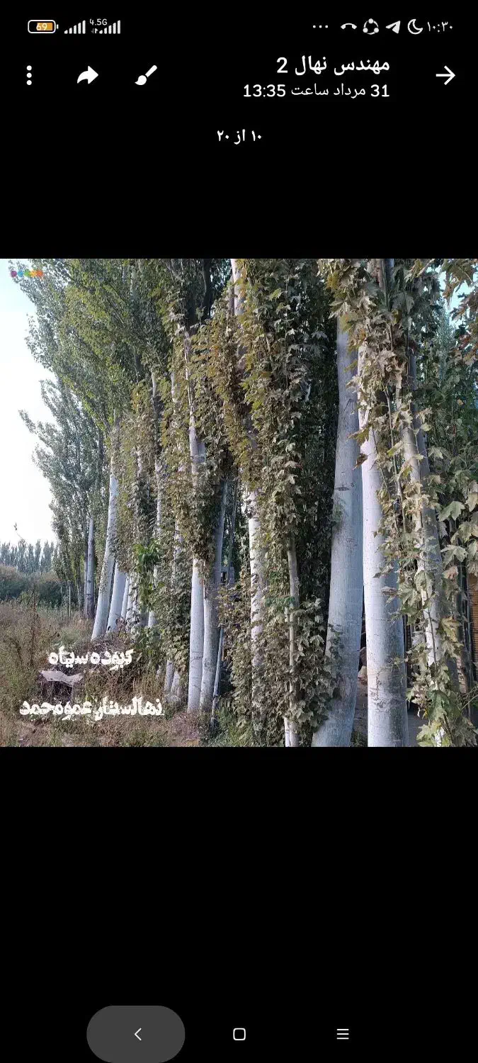 پیش فروش ویژه صنوبر.کبوده|خدمات باغبانی و درختکاری|شیراز, ارم|دیوار