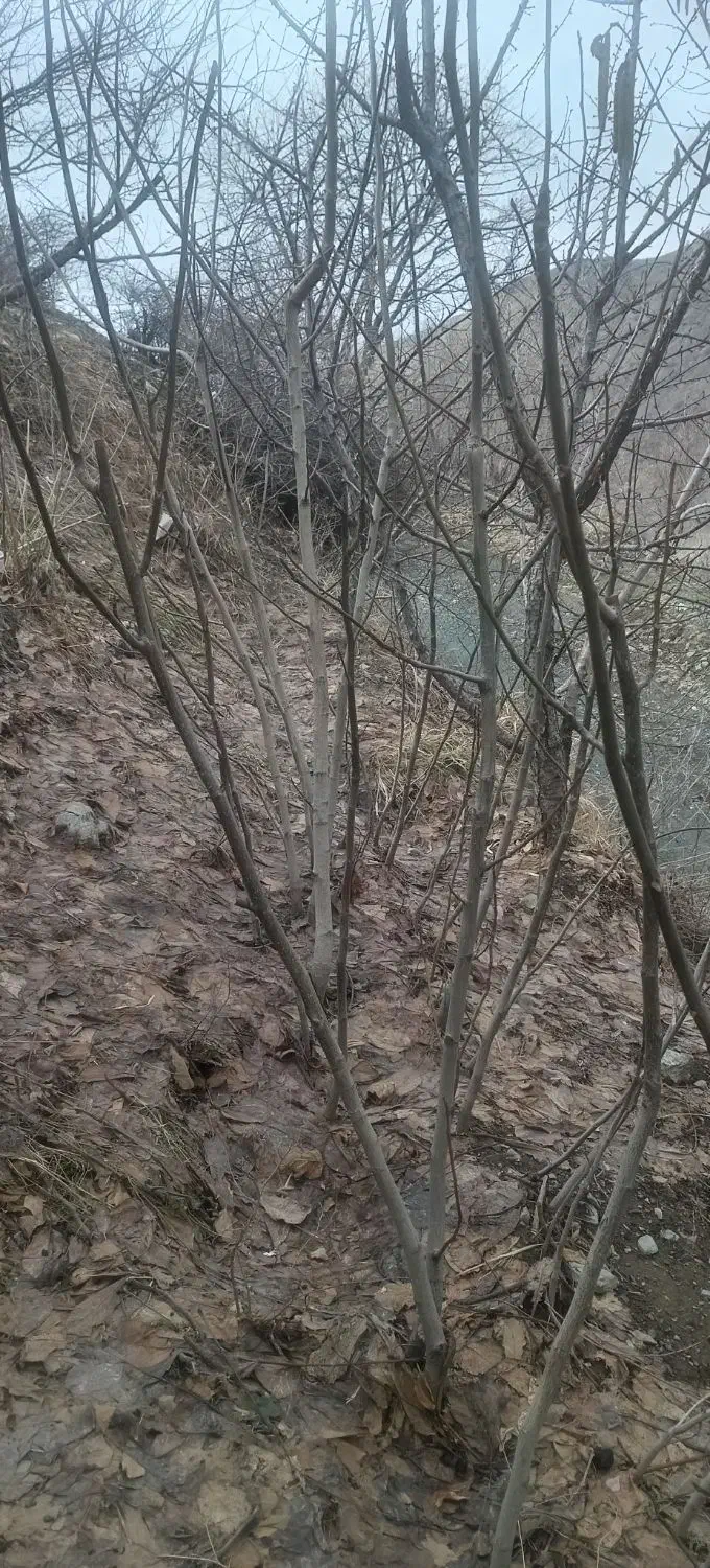 گردو فروشی|خدمات باغبانی و درختکاری|سروآباد, |دیوار