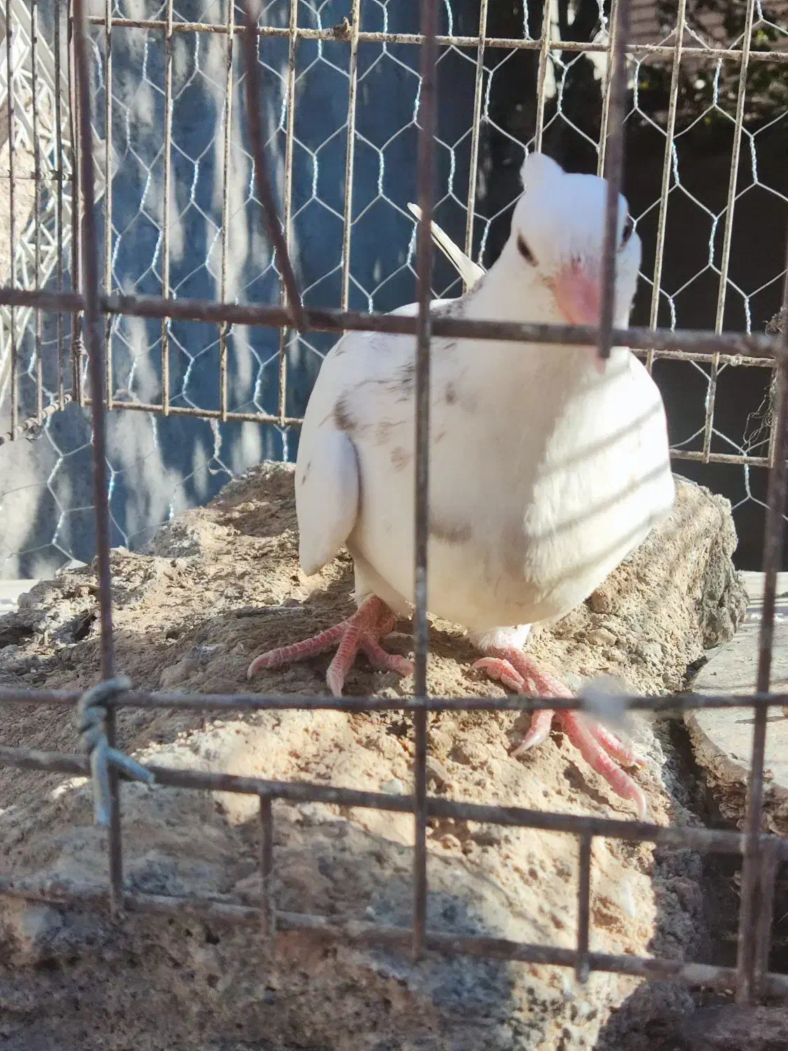 جوجه سار کاکلی|پرنده|تربتحیدریه, آغوی|دیوار