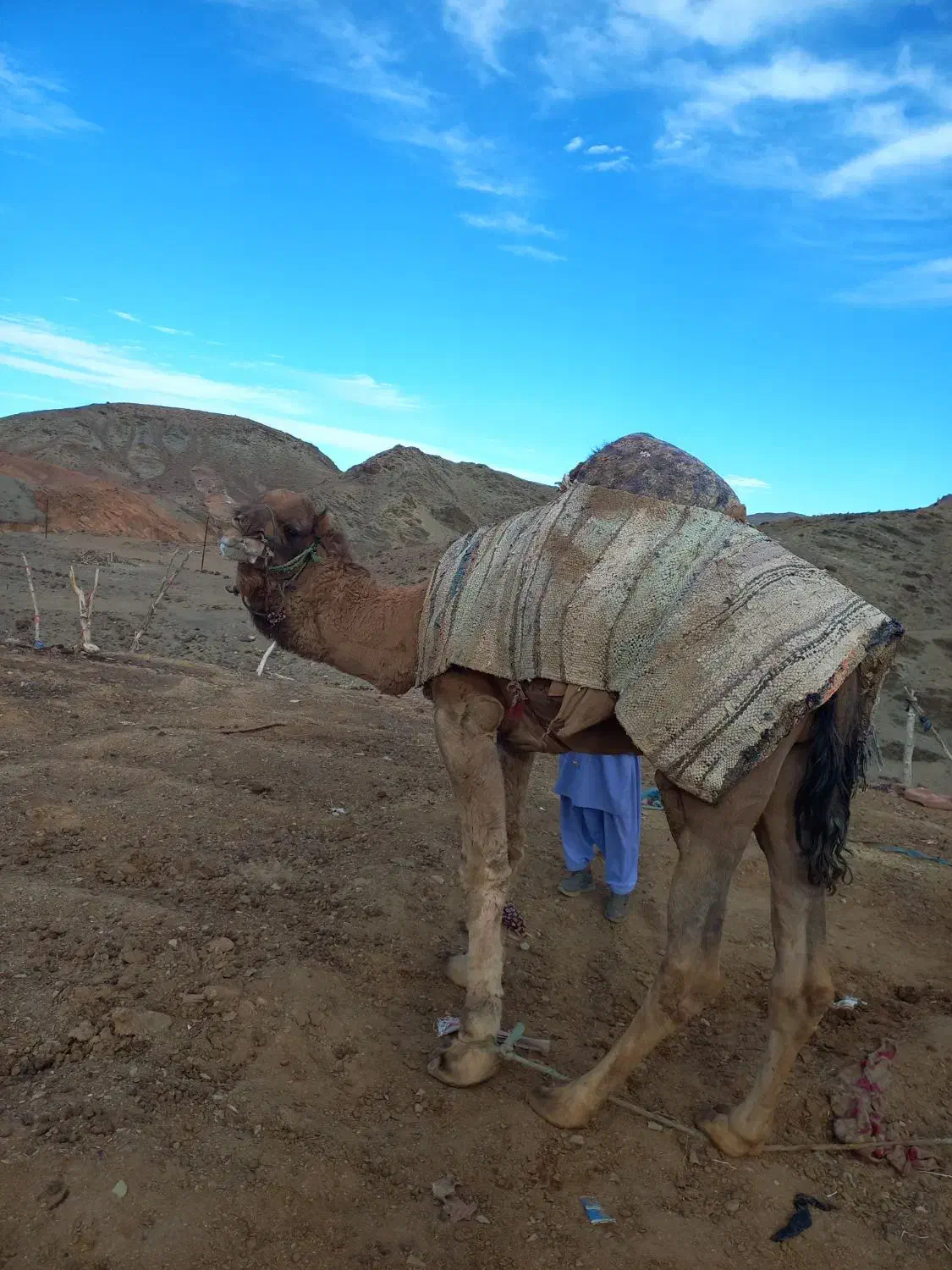 شترنر|حیوانات مزرعه|تفتان, |دیوار