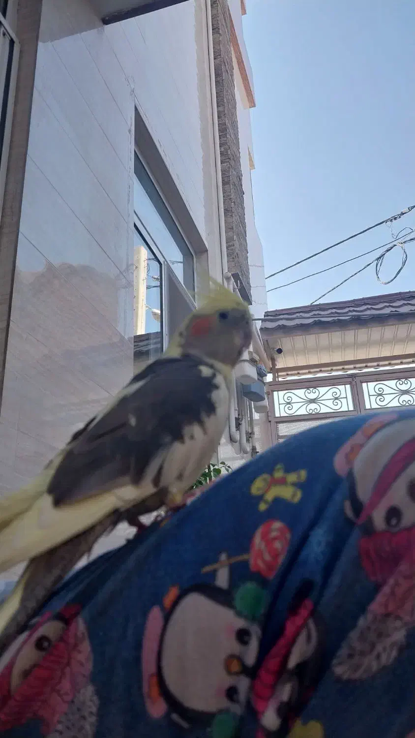 گم شدن عروس هلندی|پرنده|فرخشهر, |دیوار