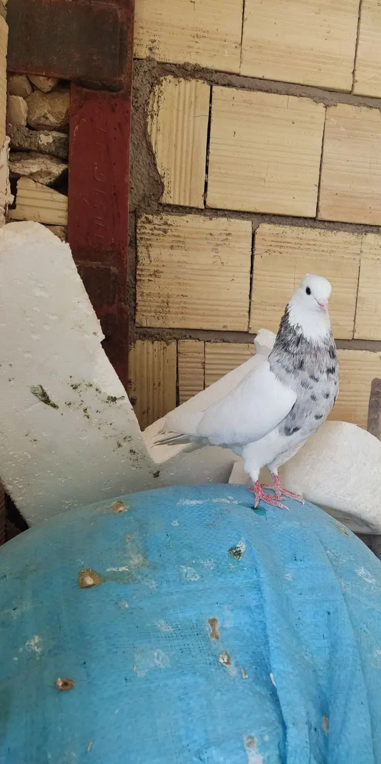 کفتر طوقی|پرنده|نورآباد, |دیوار