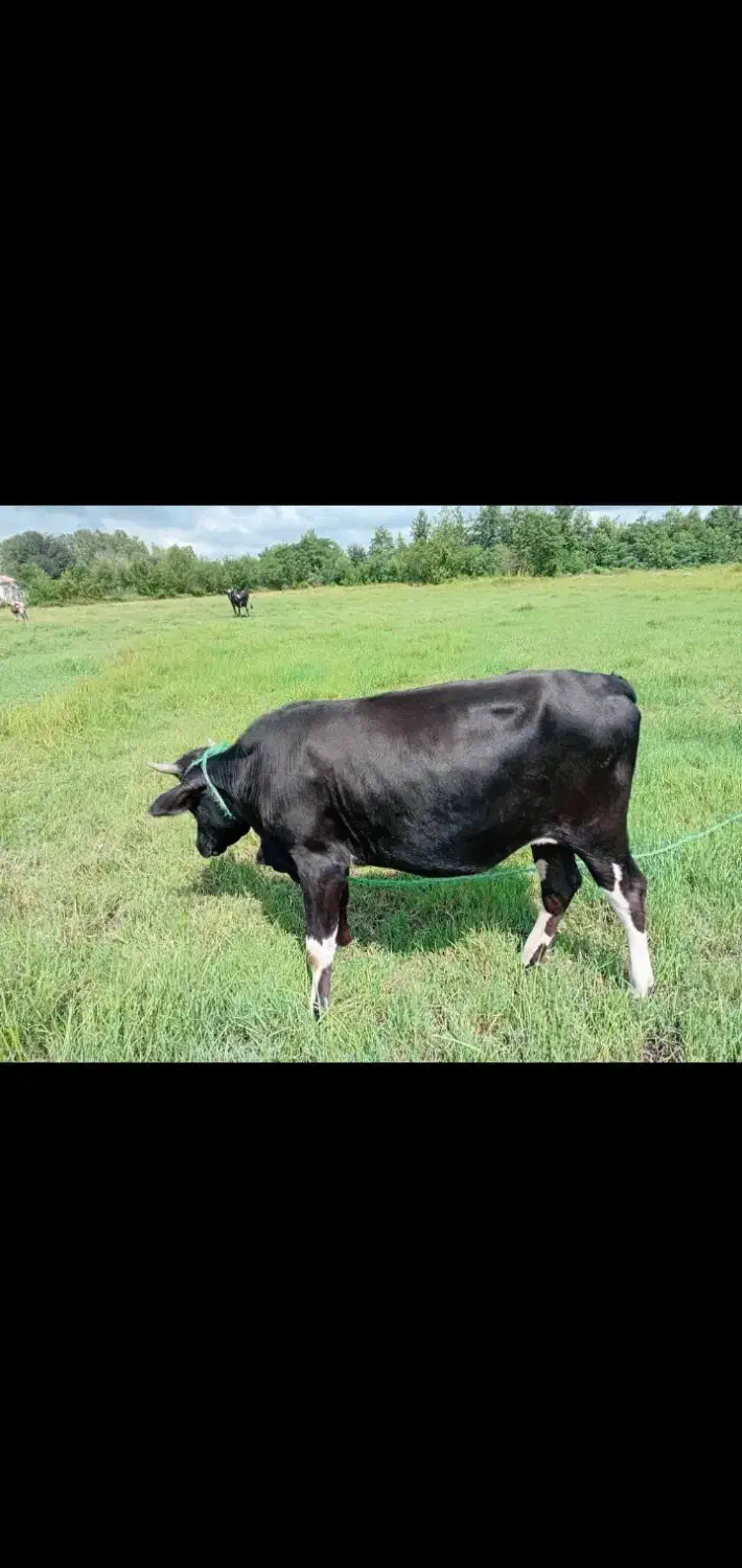 با سلام لیشه آماده به تخم کاملا سالم و سر حال|حیوانات مزرعه|سنگر, |دیوار