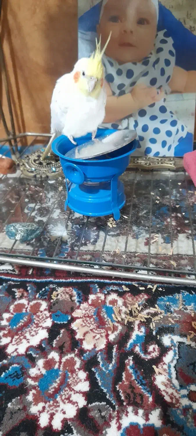 عروس هلندی گمشده|حیوانات|سبزوار, شرق کال عیدگاه|دیوار