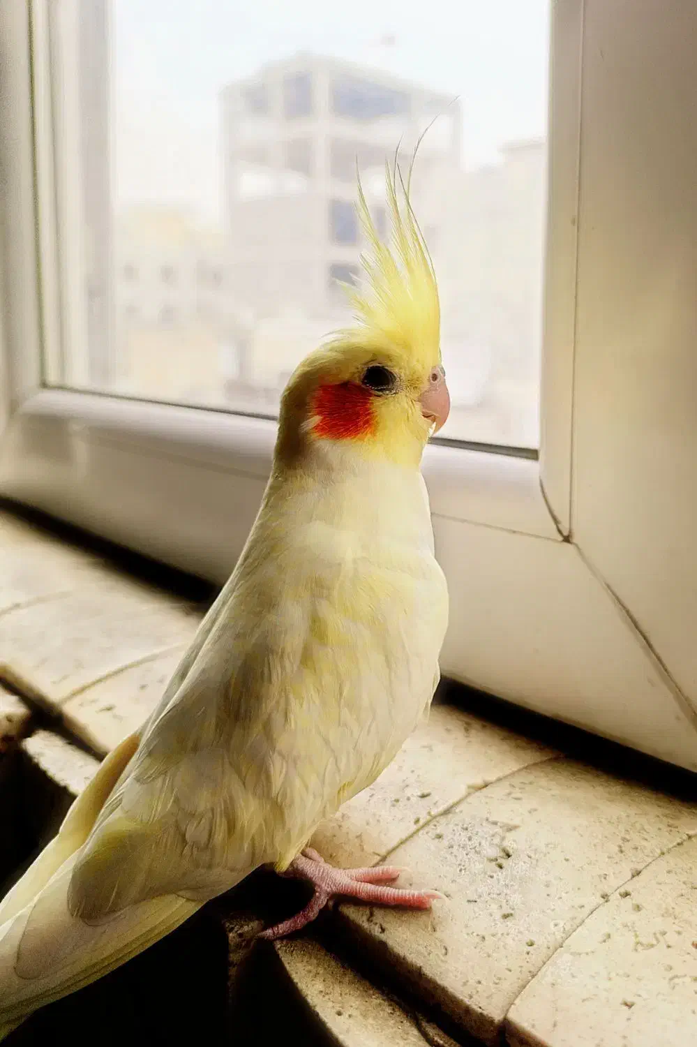 جفت عروس هلندی نر و ماده مولد سخنگو|پرنده|تهران, مسعودیه|دیوار