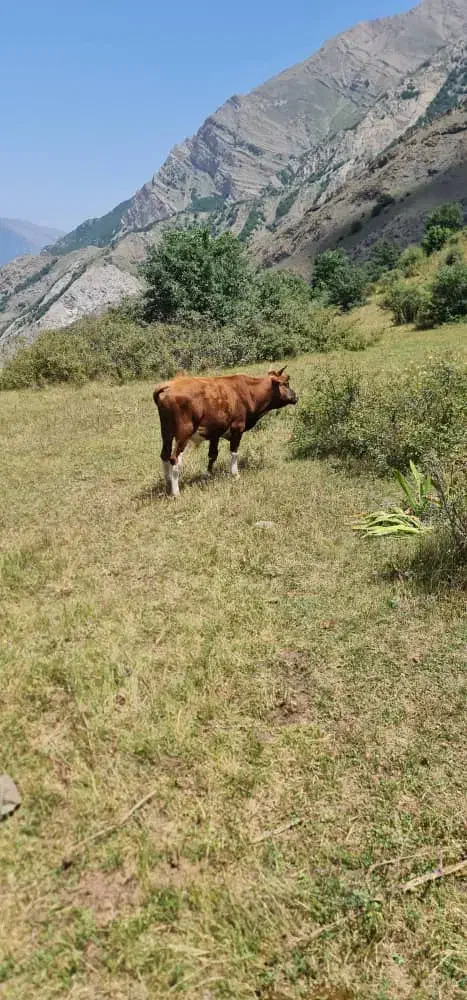 فروش دام|حیوانات مزرعه|مرزن‌آباد, |دیوار