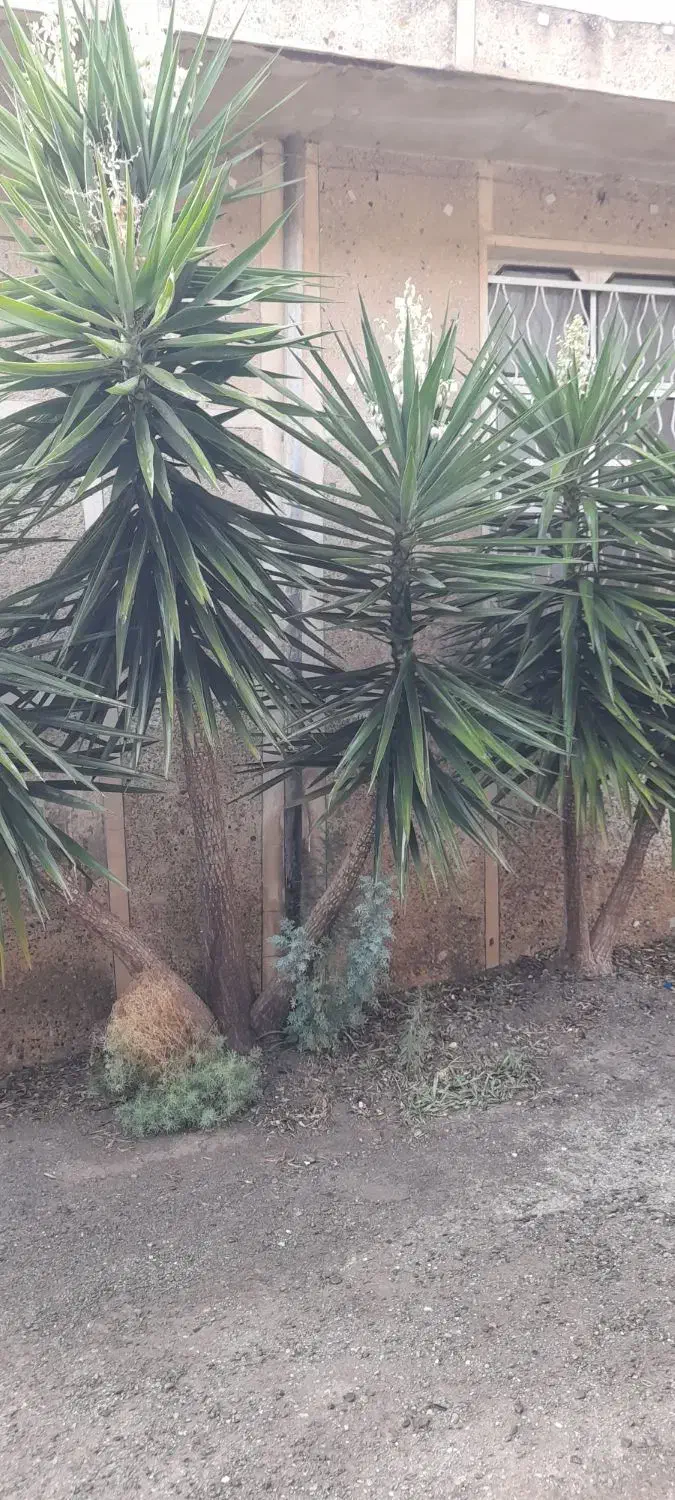 گل یوکا|گل و گیاه طبیعی|رودبار, |دیوار