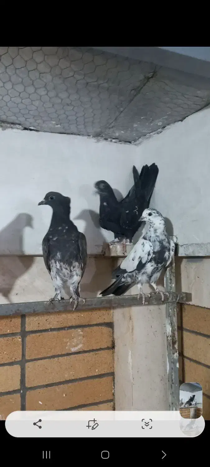 جوجه|پرنده|آران و بیدگل, |دیوار