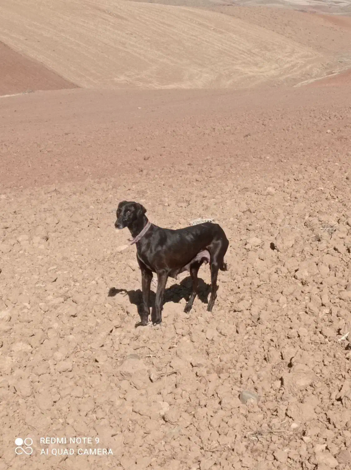 تازی|سگ|دینور, |دیوار